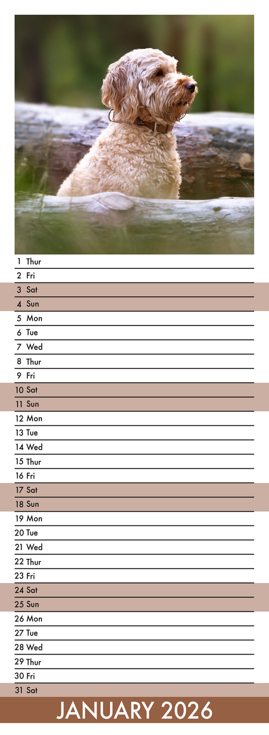 Labradoodle - Slim Calendar 2026