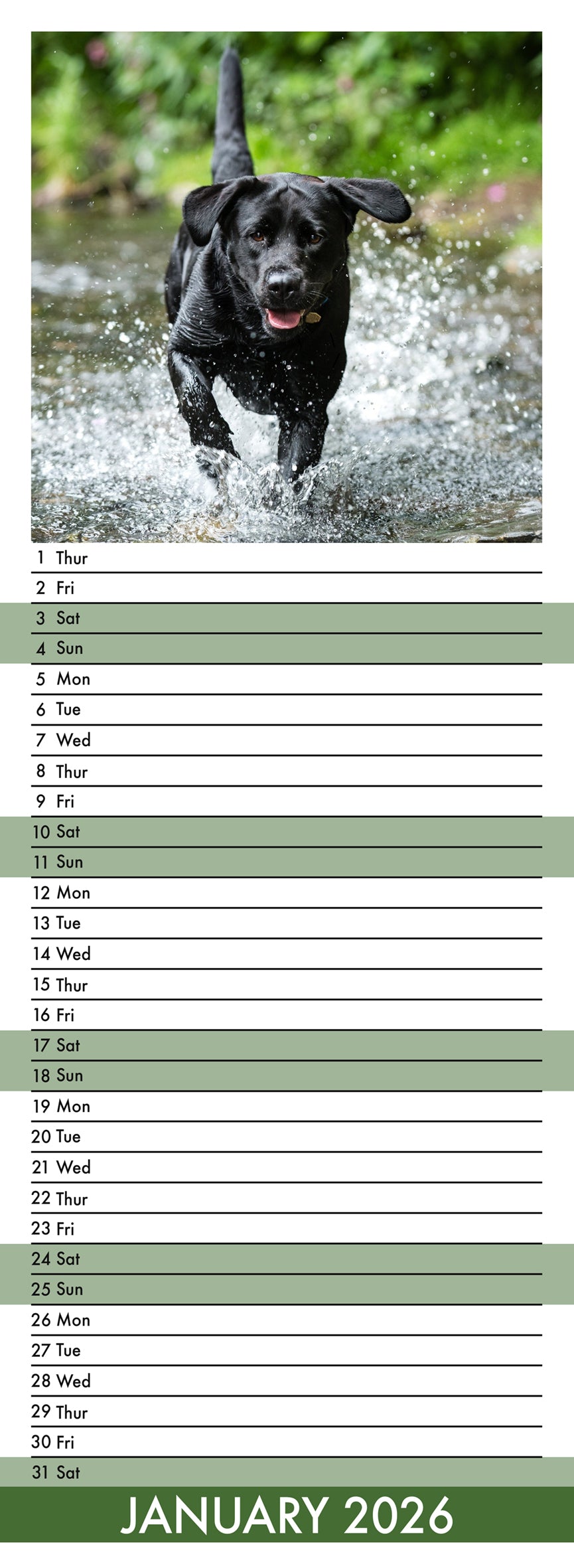 Labrador Retriever Black - Slim Calendar 2026