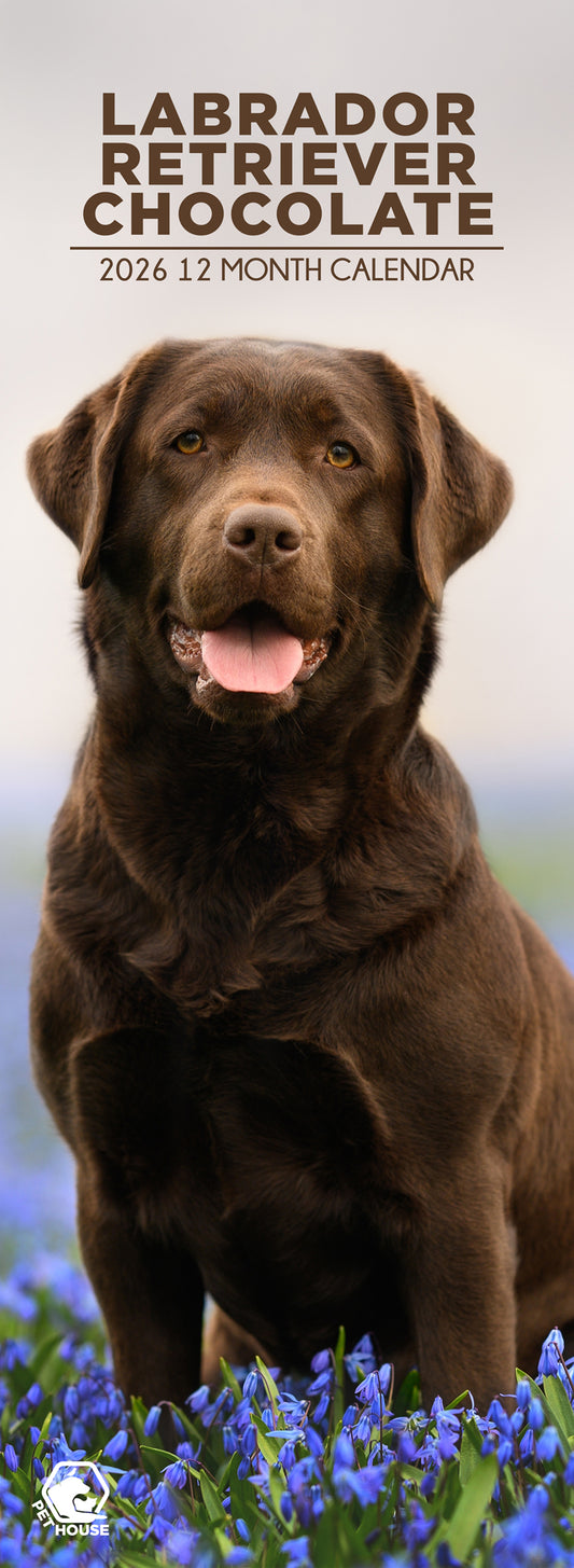 Labrador Retriever Chocolate - Slim Calendar 2026