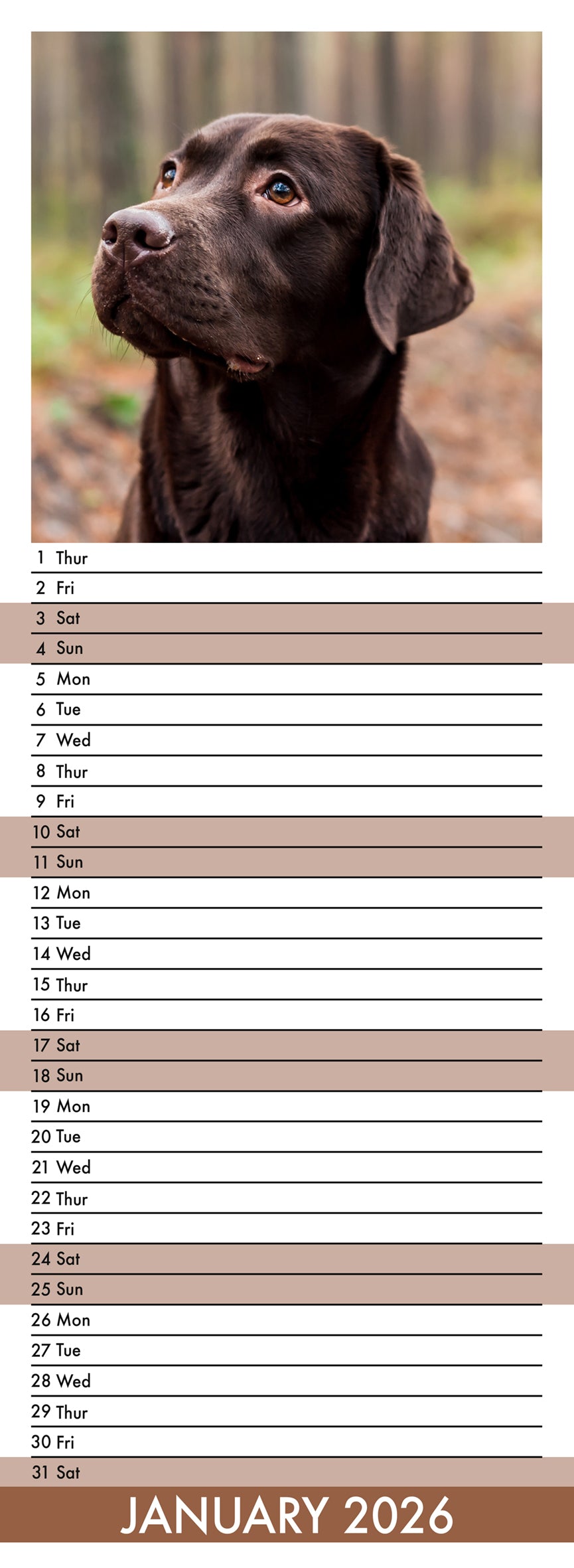 Labrador Retriever Chocolate - Slim Calendar 2026
