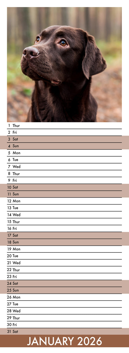 Labrador Retriever Chocolate - Slim Calendar 2026