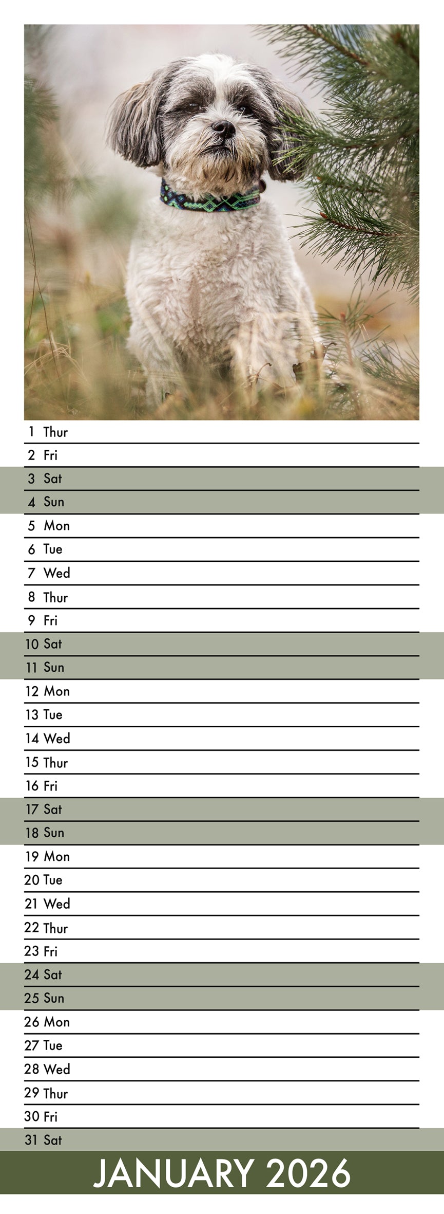 Lhasa Apso - Slim Calendar 2026