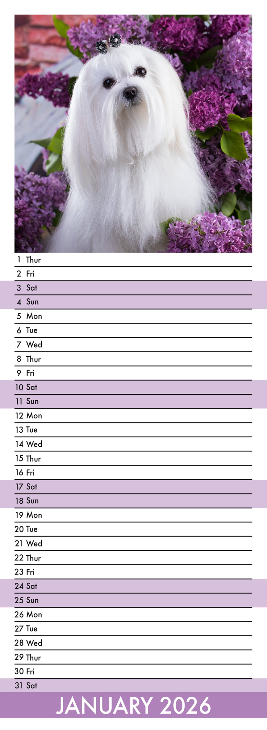 Maltese - Slim Calendar 2026