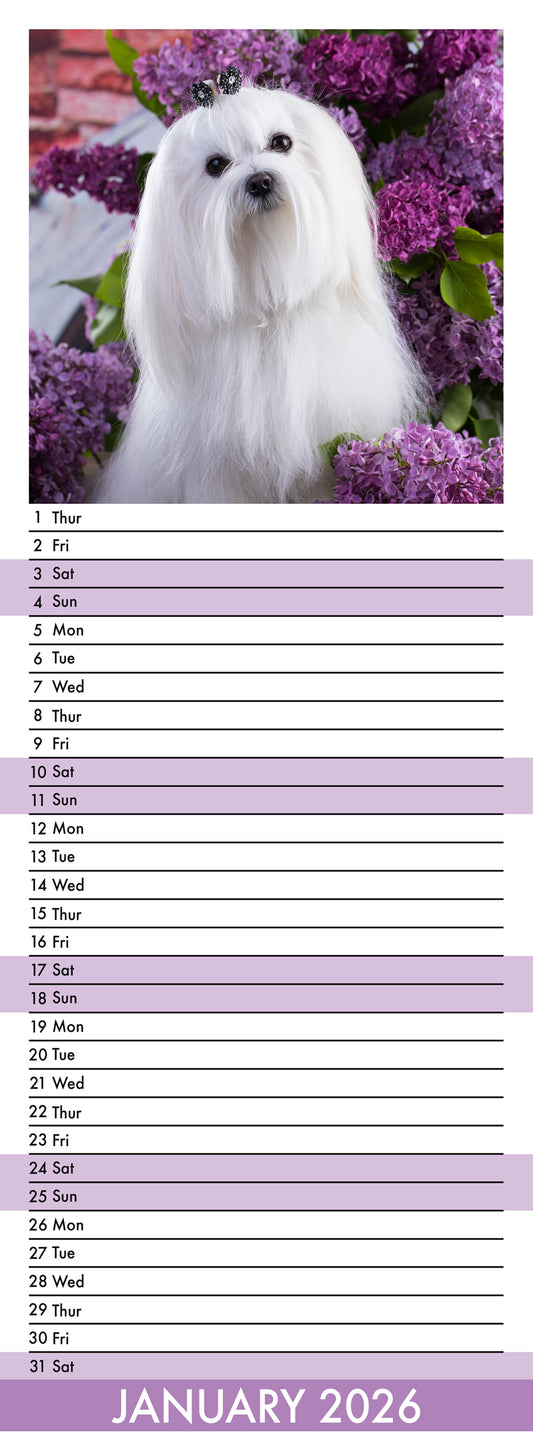 Maltese - Slim Calendar 2026
