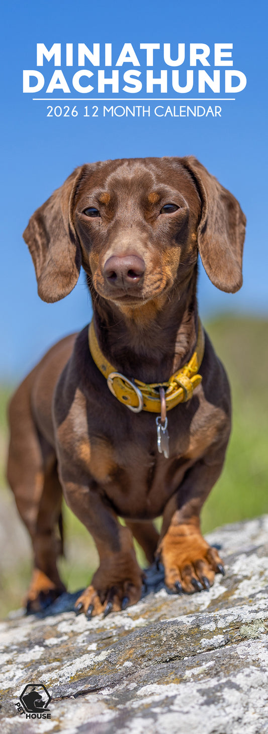 Miniature Dachshund - Slim Calendar 2026