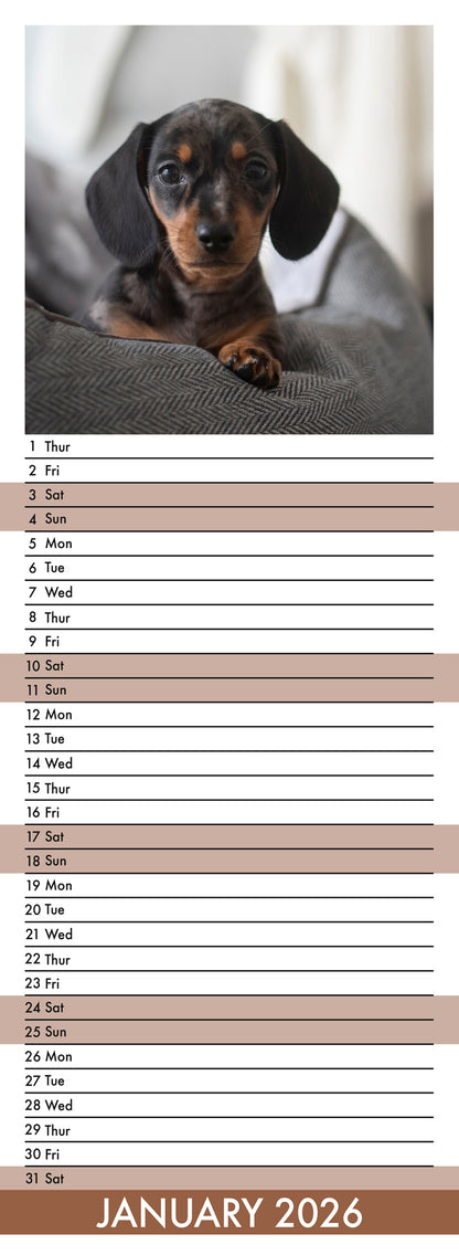 Miniature Dachshund - Slim Calendar 2026