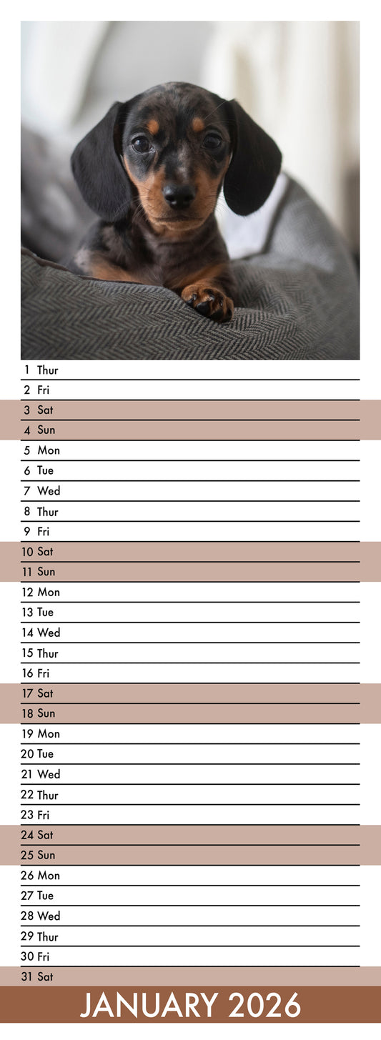 Miniature Dachshund - Slim Calendar 2026