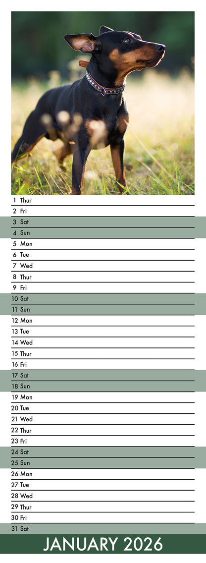 Miniature Pincher - Slim Calendar 2026