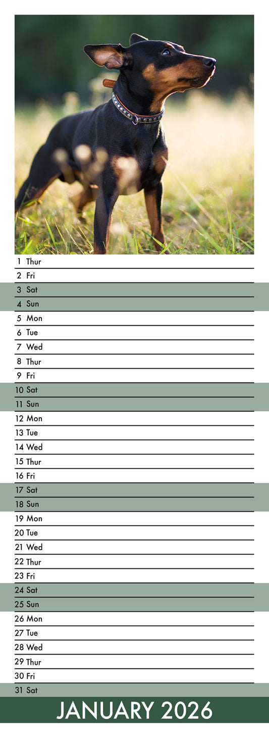 Miniature Pincher - Slim Calendar 2026