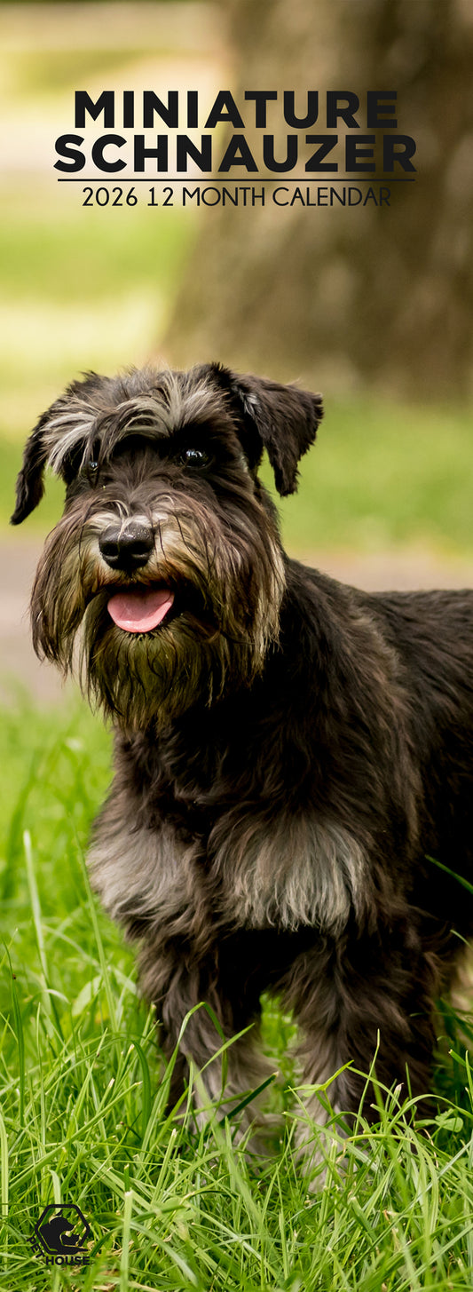 Miniature Schnauzer - Slim Calendar 2026