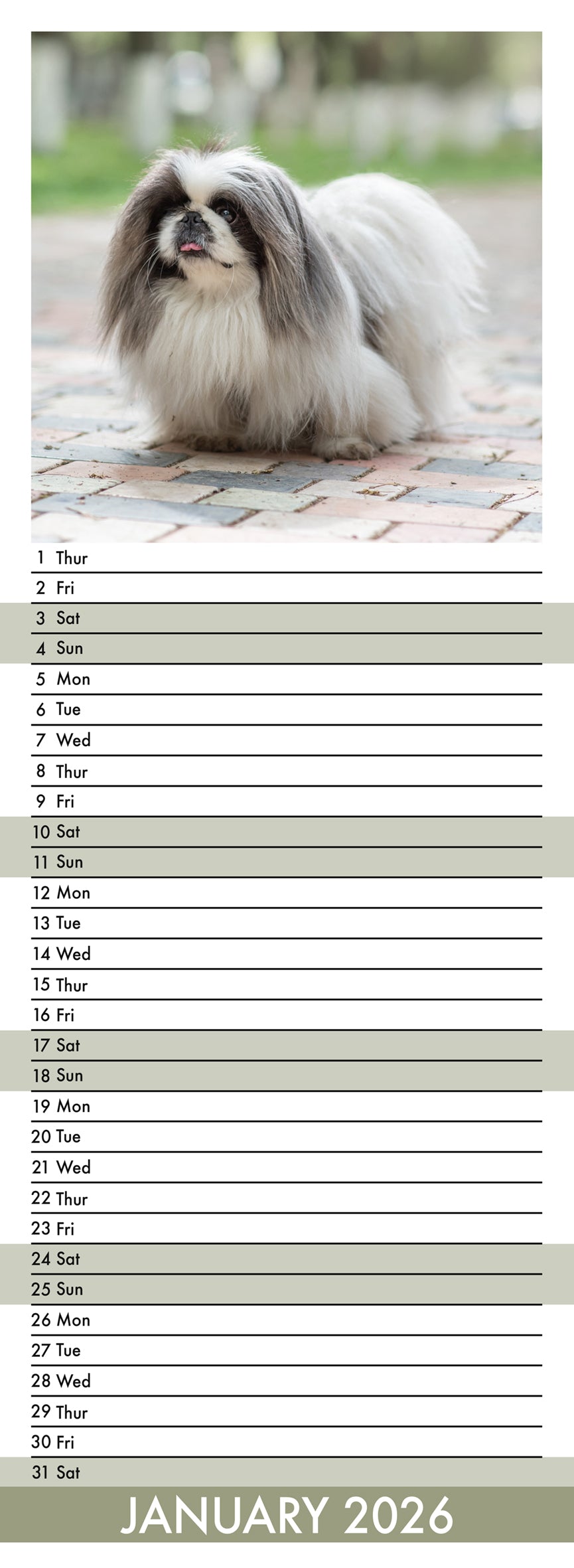 Pekingese - Slim Calendar 2026