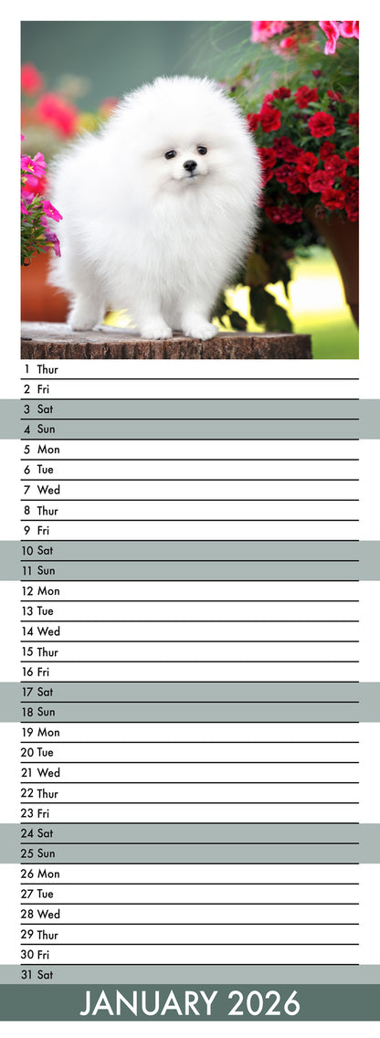 Pomeranian - Slim Calendar 2026