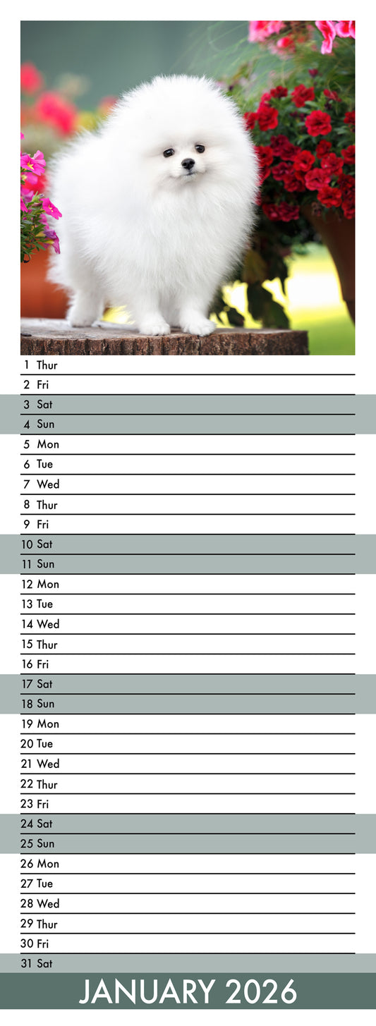 Pomeranian - Slim Calendar 2026
