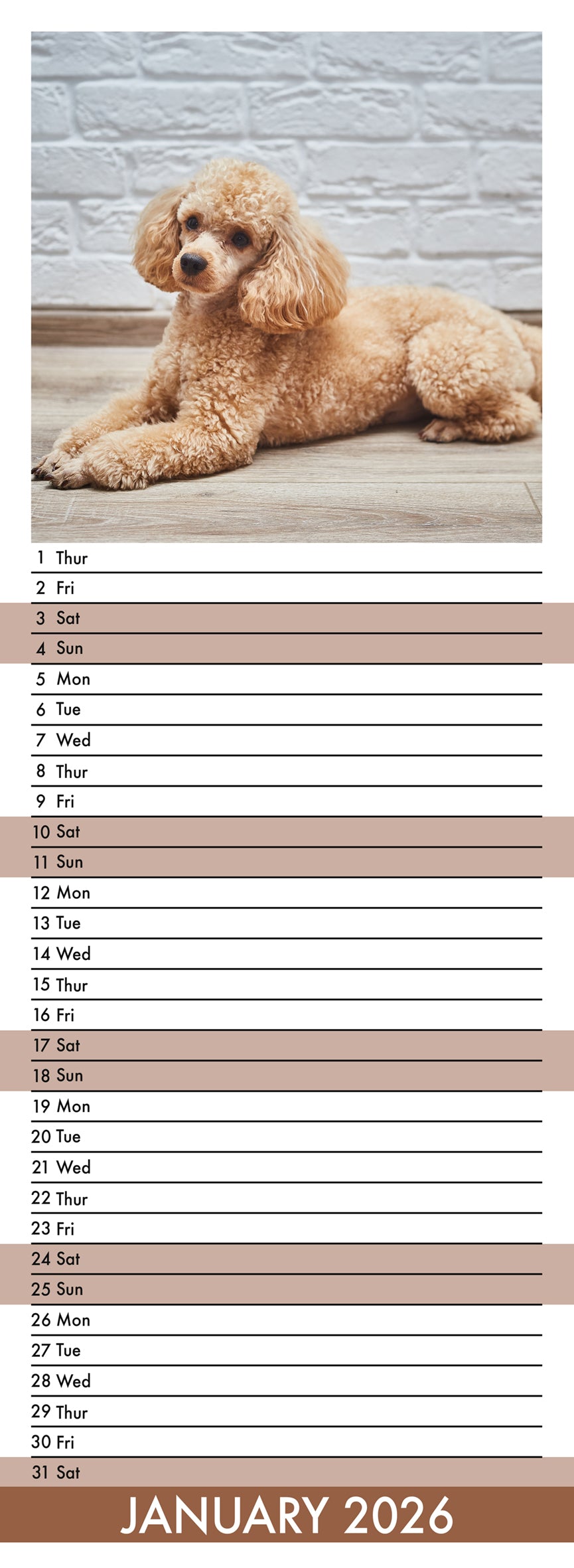 Poodle - Slim Calendar 2026