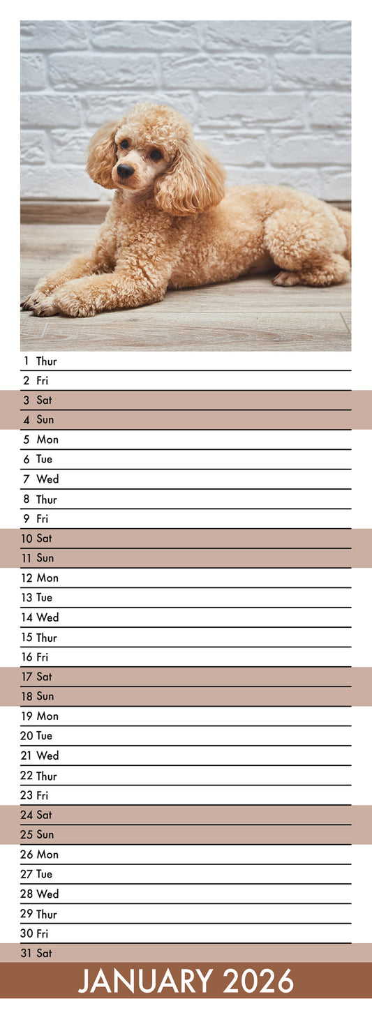Poodle - Slim Calendar 2026