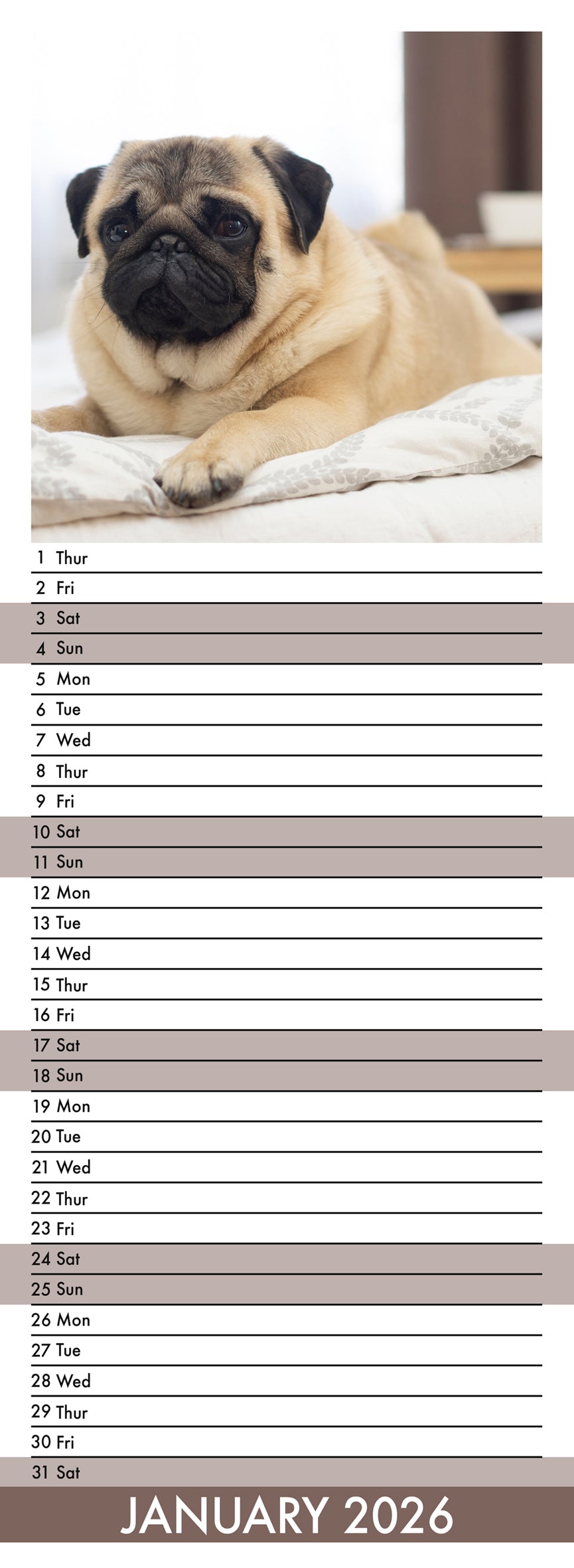 Pug - Slim Calendar 2026