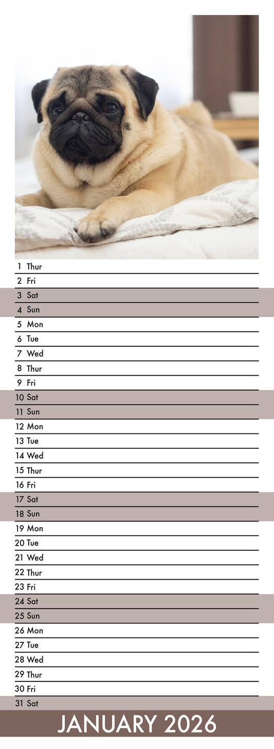 Pug - Slim Calendar 2026
