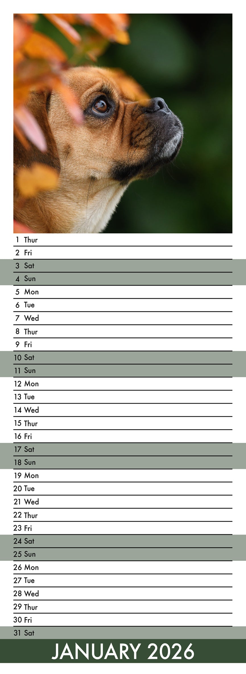 Puggle - Slim Calendar 2026