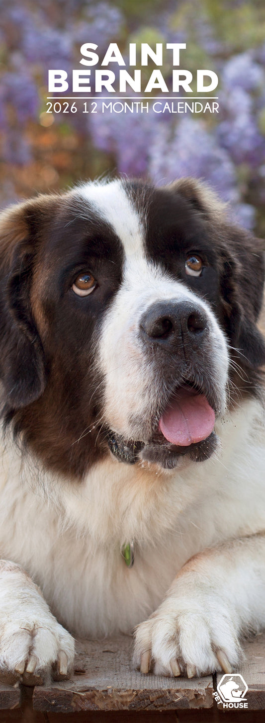 Saint Bernard - Slim Calendar 2026