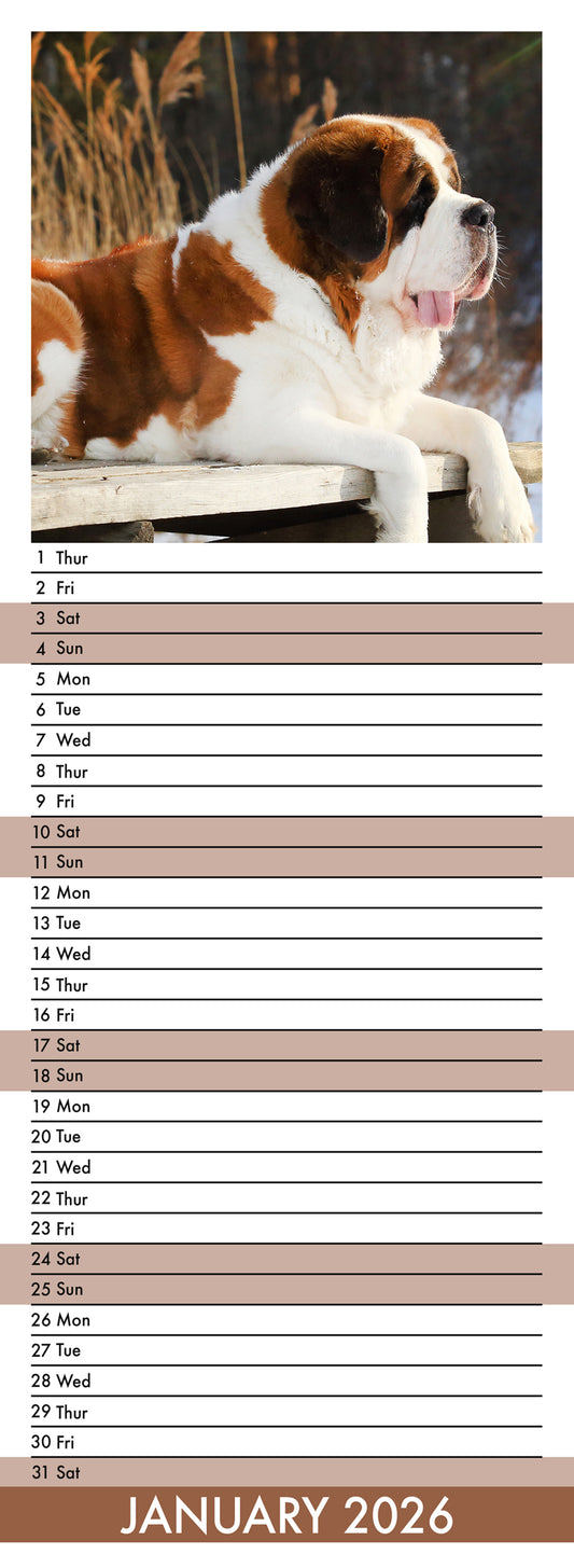 Saint Bernard - Slim Calendar 2026