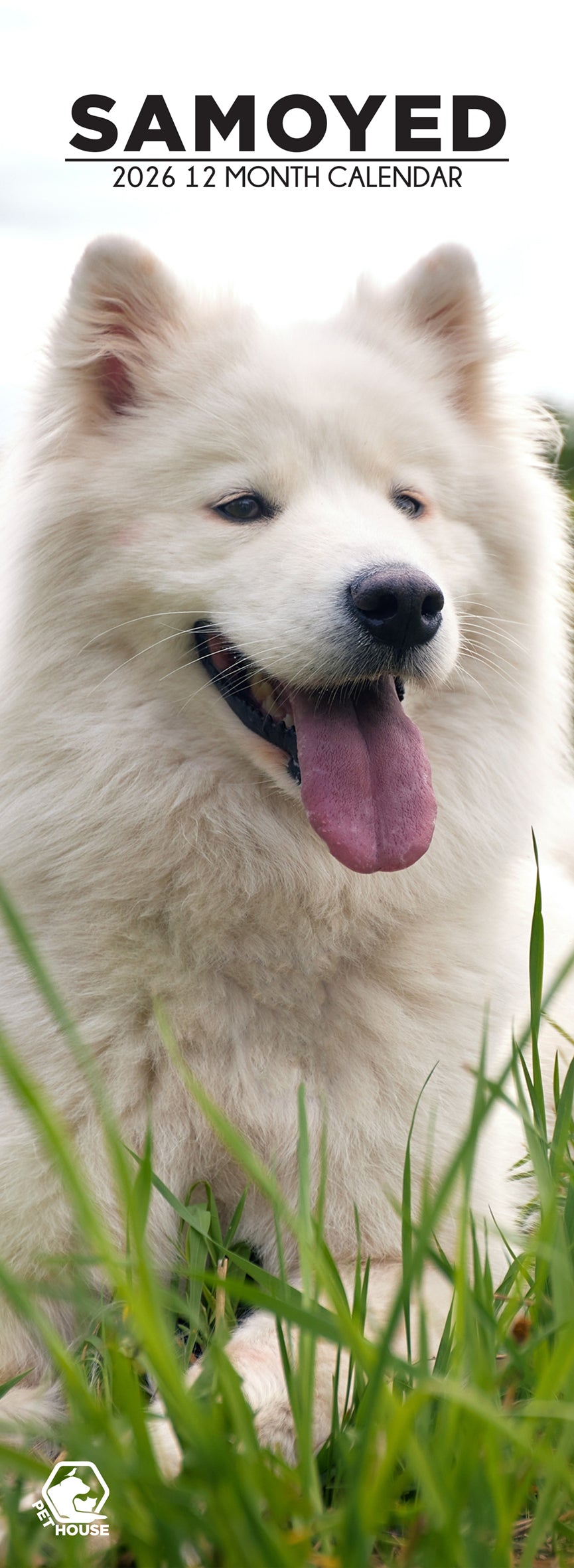 Samoyed - Slim Calendar 2026