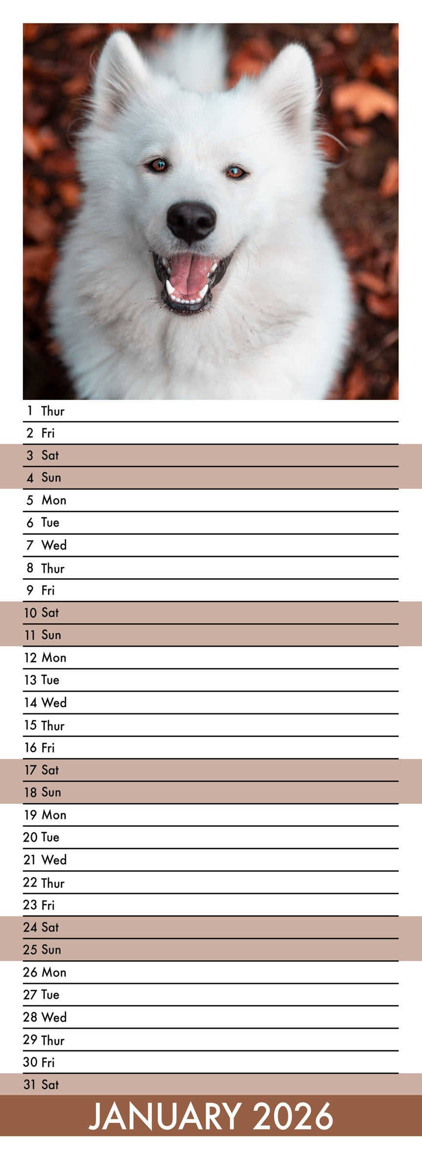Samoyed - Slim Calendar 2026