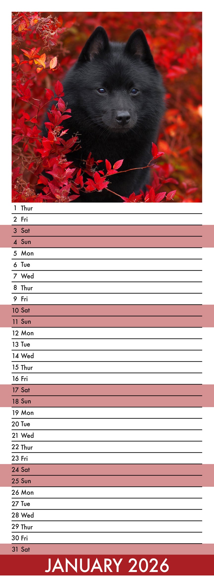 Schipperke - Slim Calendar 2026