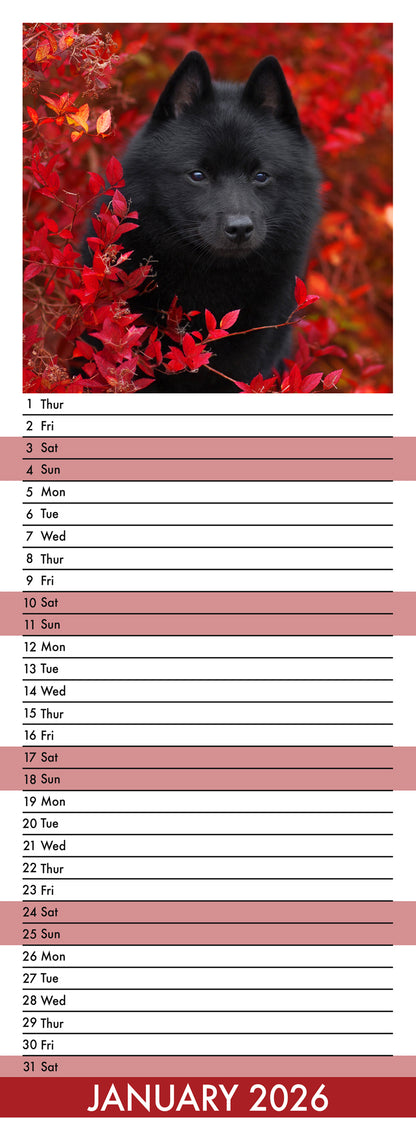 Schipperke - Slim Calendar 2026
