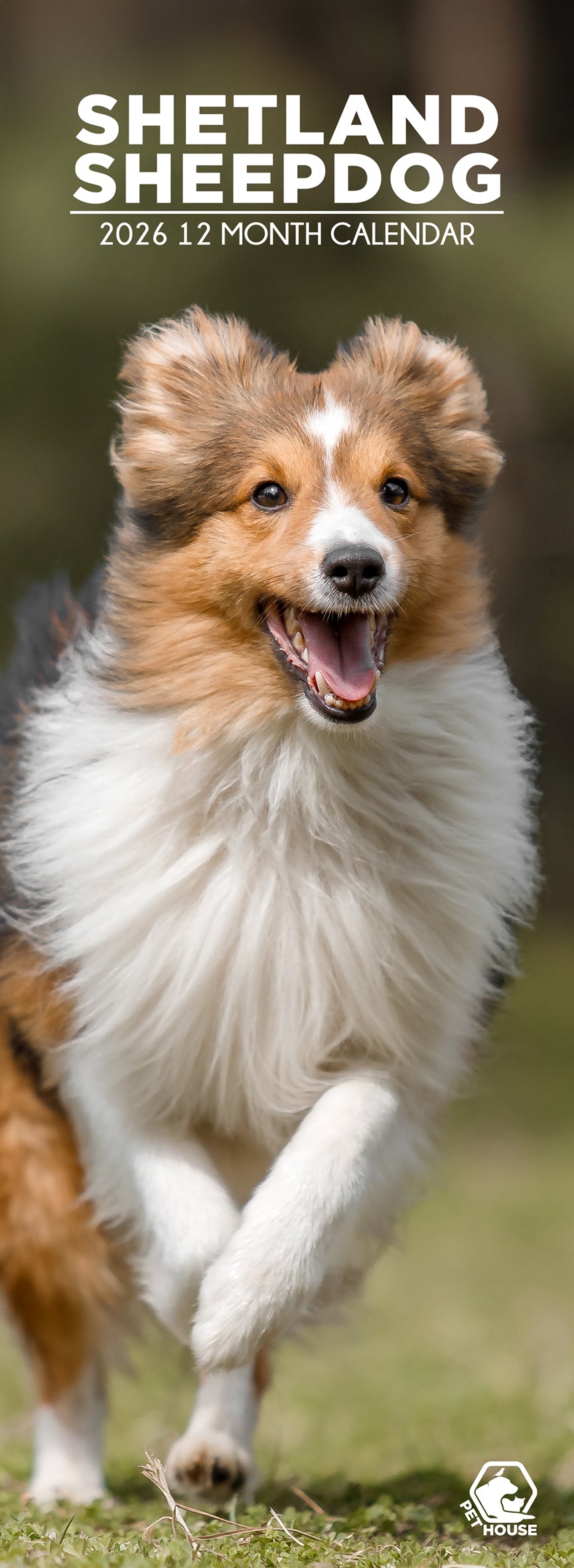 Shetland Sheepdog - Slim Calendar 2026