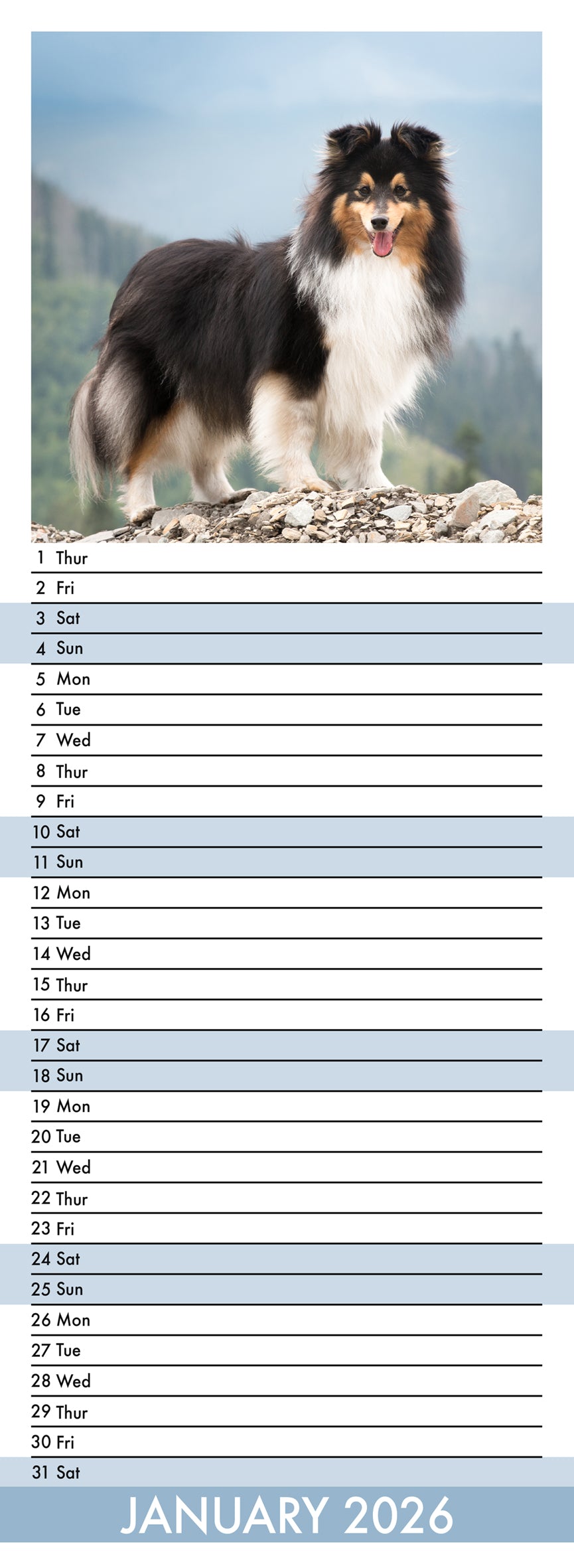 Shetland Sheepdog - Slim Calendar 2026