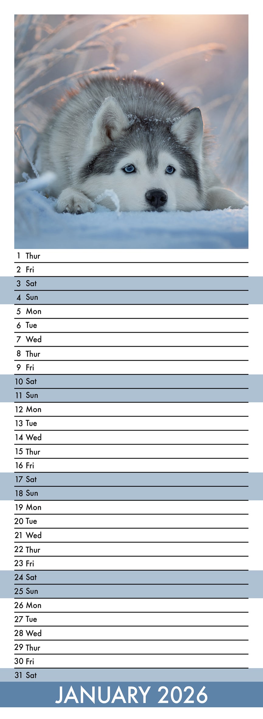 Siberian Husky - Slim Calendar 2026
