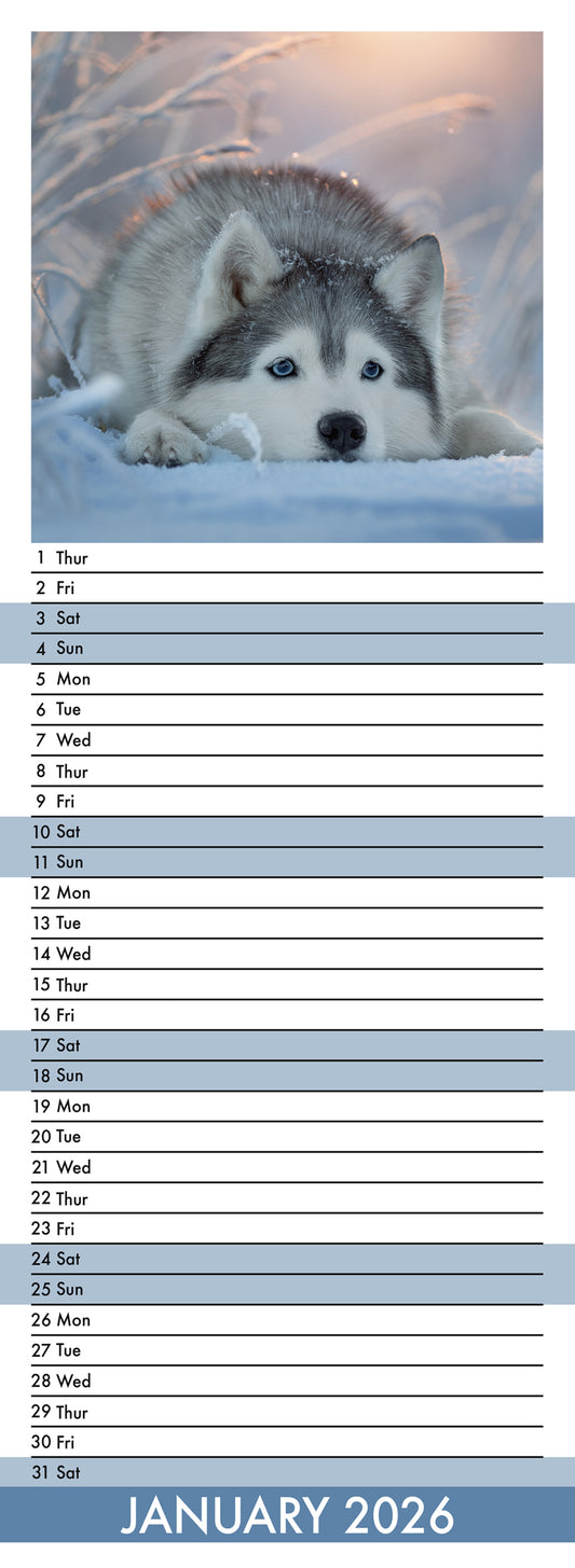 Siberian Husky - Slim Calendar 2026
