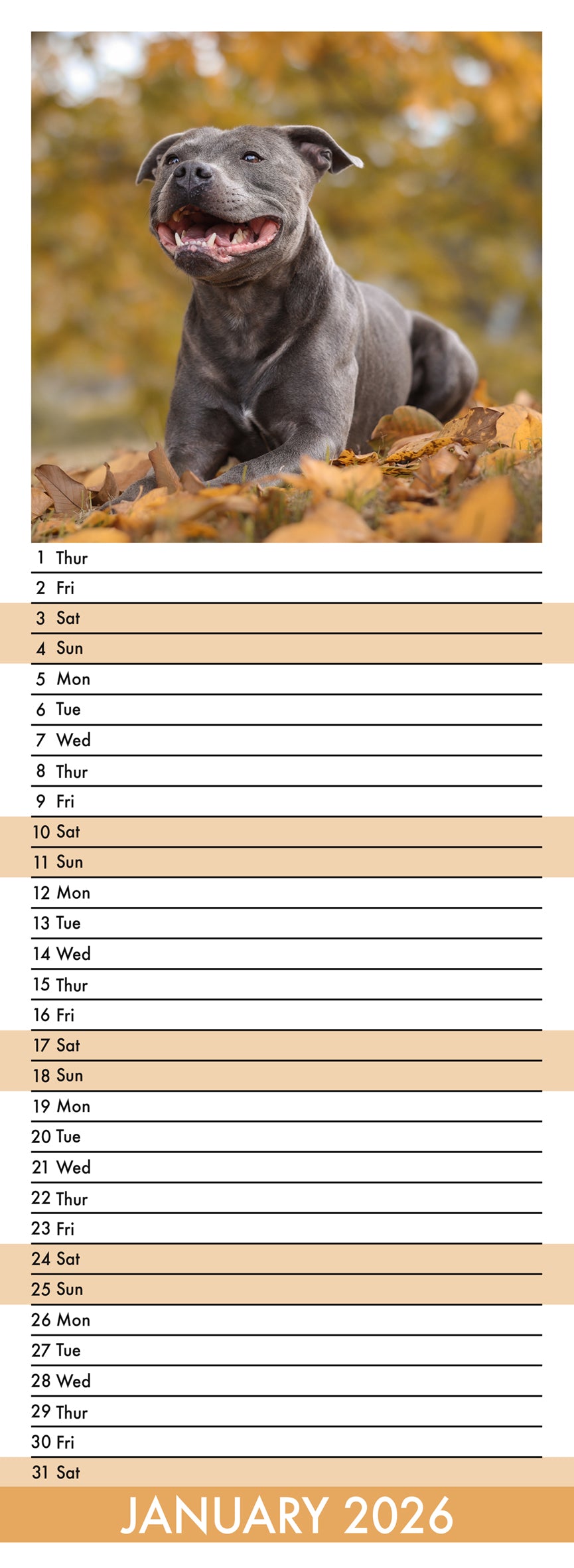 Staffordshire Bull Terrier - Slim Calendar 2026