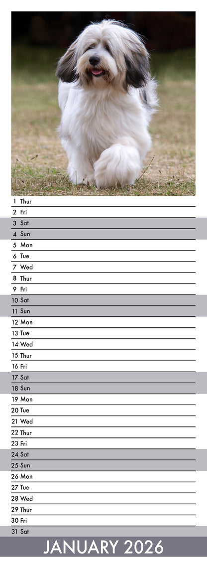 Tibetan Terrier - Slim Calendar 2026
