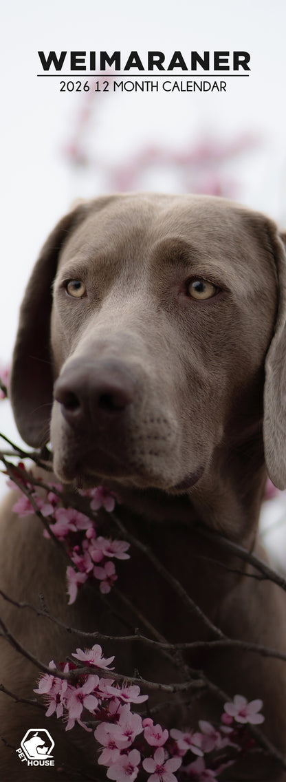 Weimaraner - Slim Calendar 2026