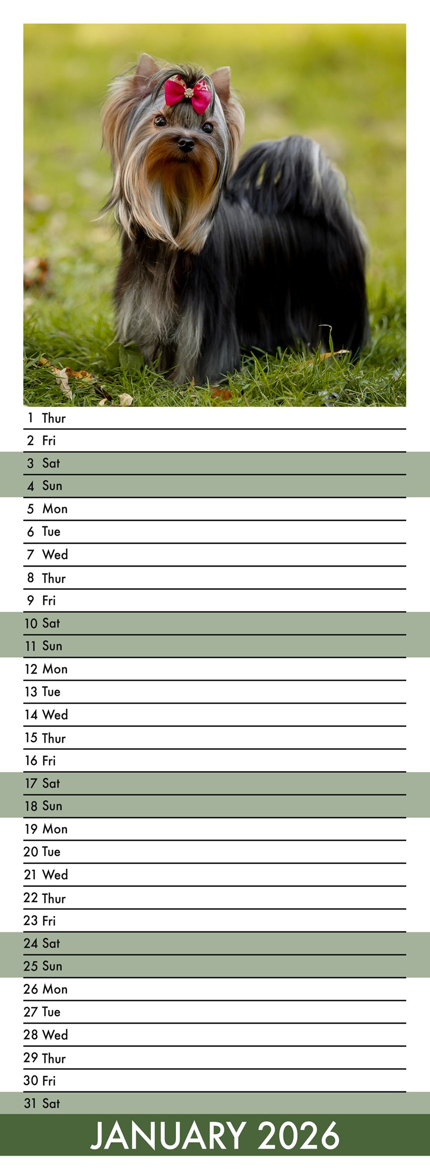 Yorkshire Terrier - Slim Calendar 2026