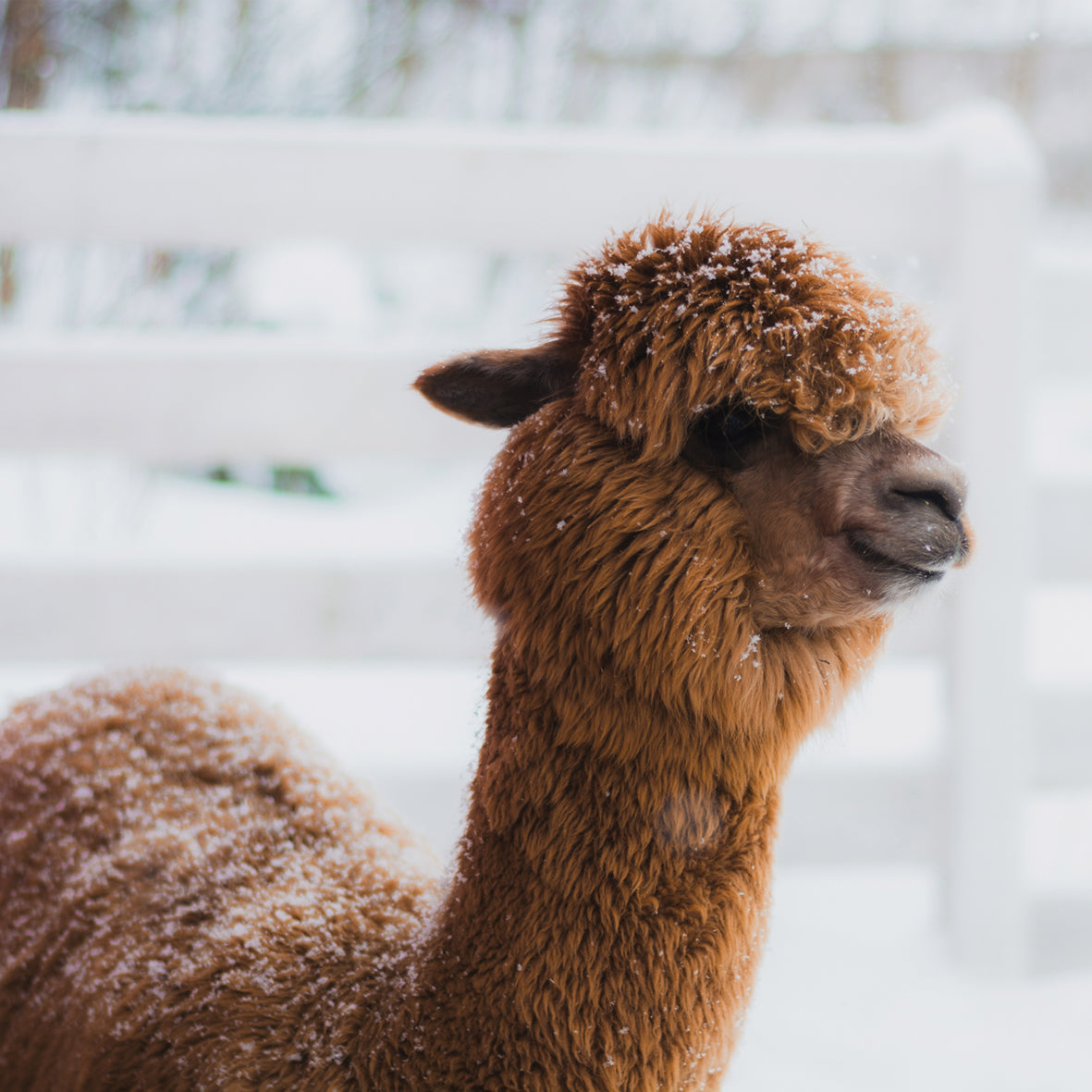 Alpacas - Square Calendar 2026