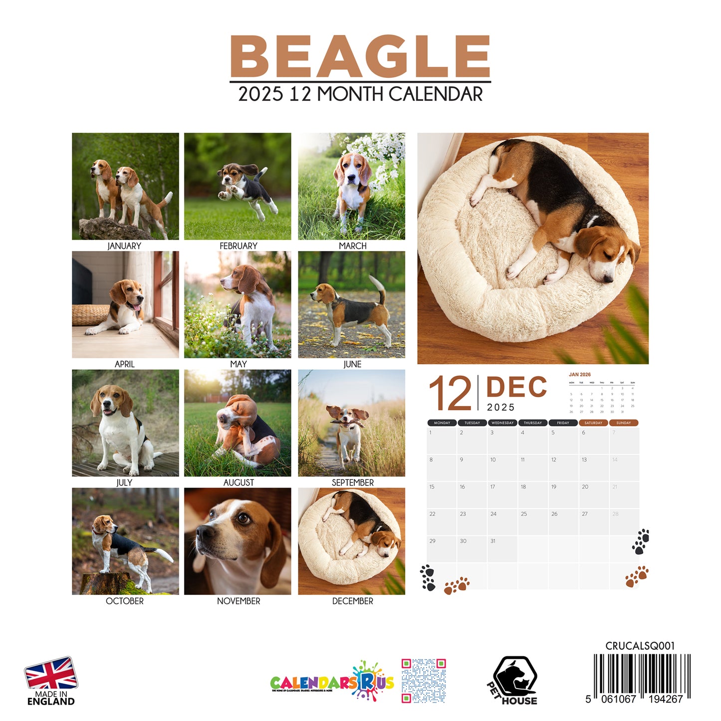 Beagle Calendar Square 2025