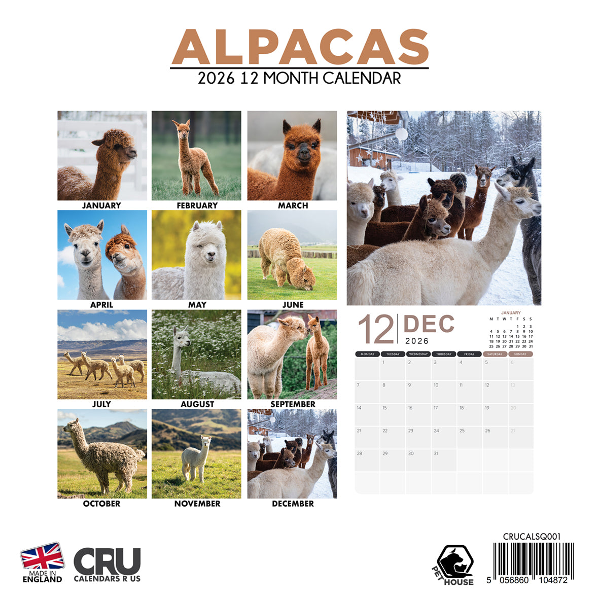 Alpacas - Square Calendar 2026