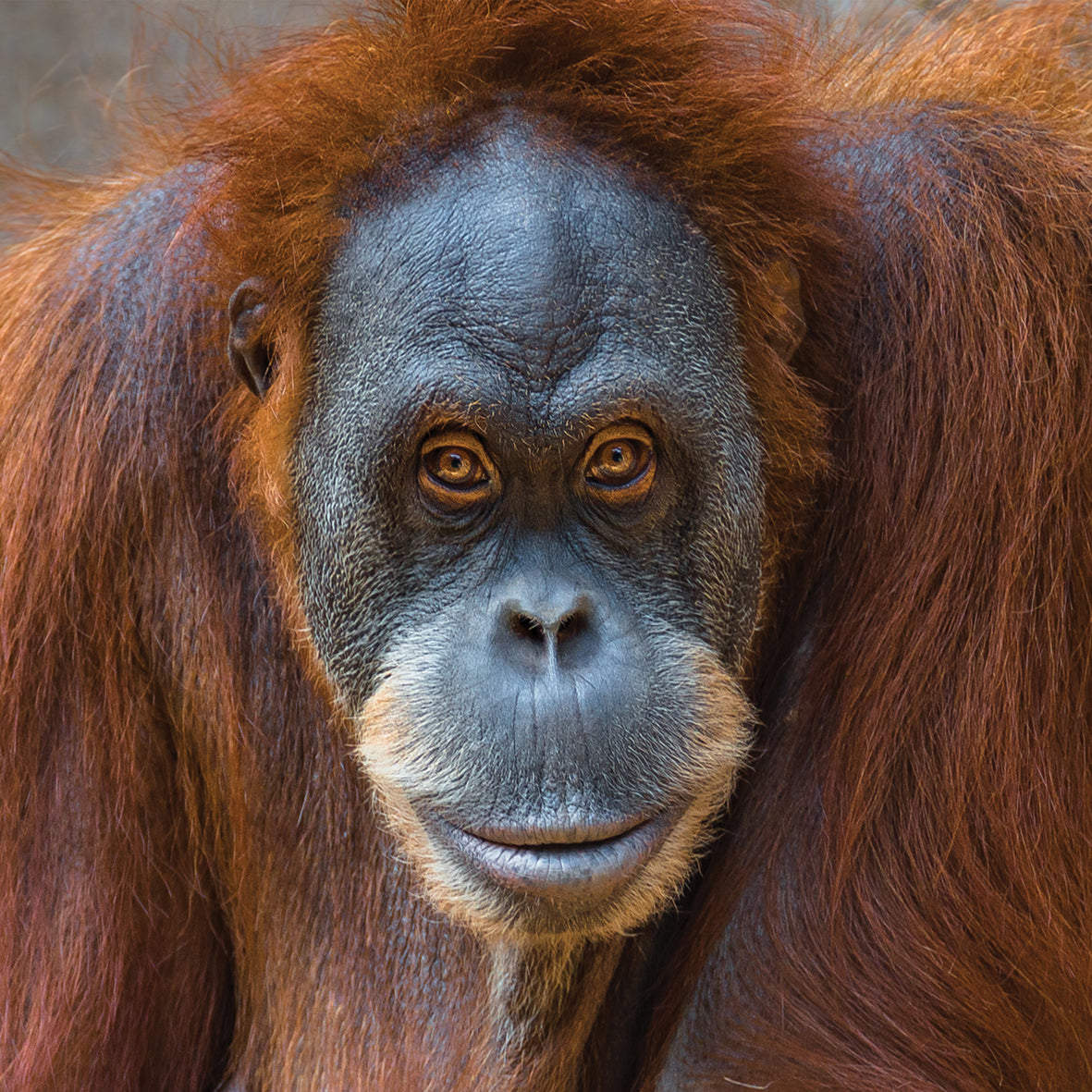 Apes - Square Calendar 2026