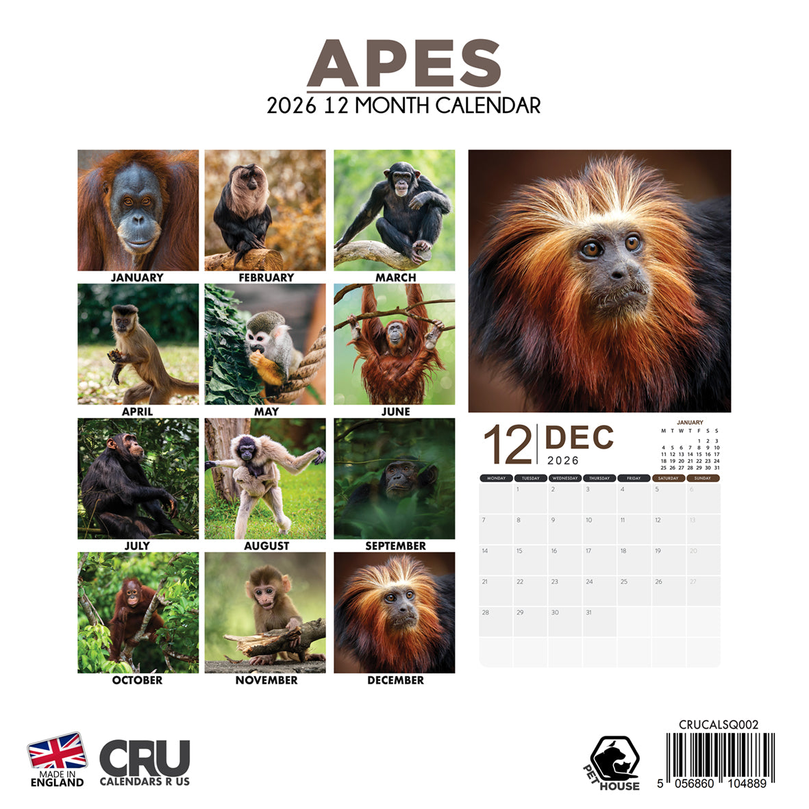 Apes - Square Calendar 2026
