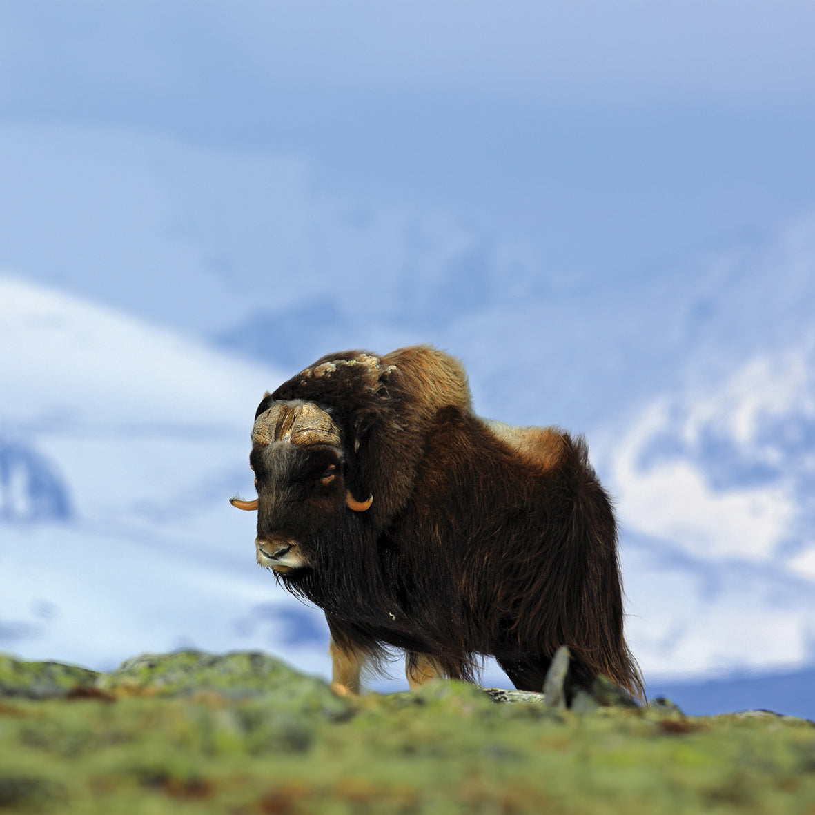 Arctic Animals - Square Calendar 2026