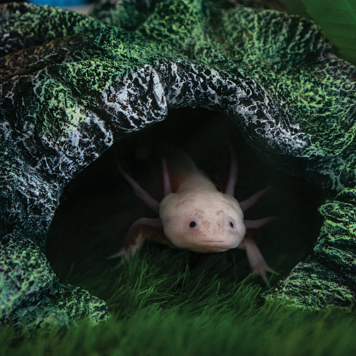 Axolotl - Square Calendar 2026