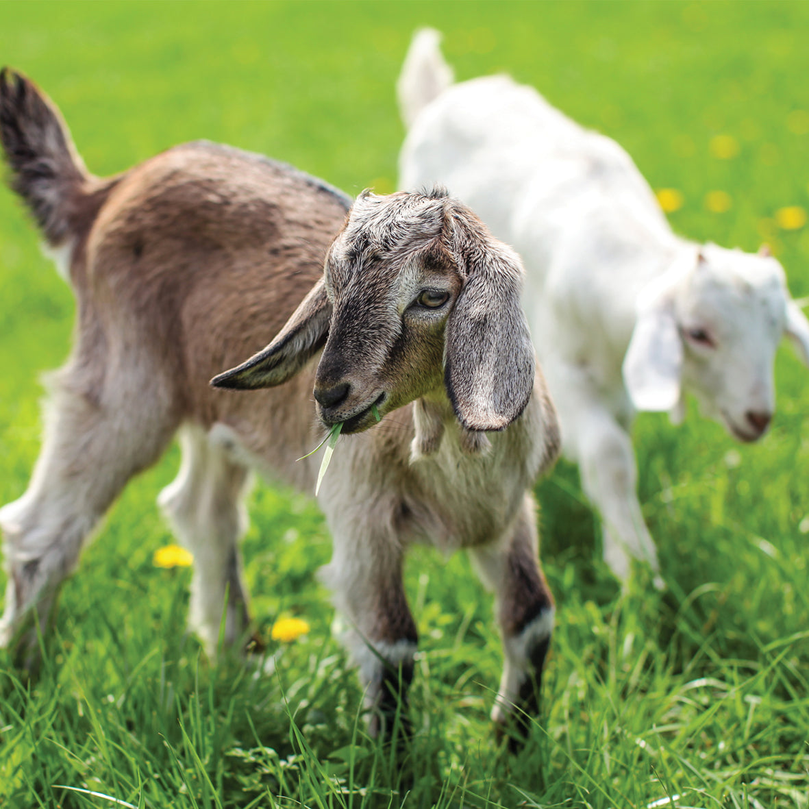 Baby Animals - Square Calendar 2026