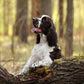 English Springer Spaniel Calendar Square 2025