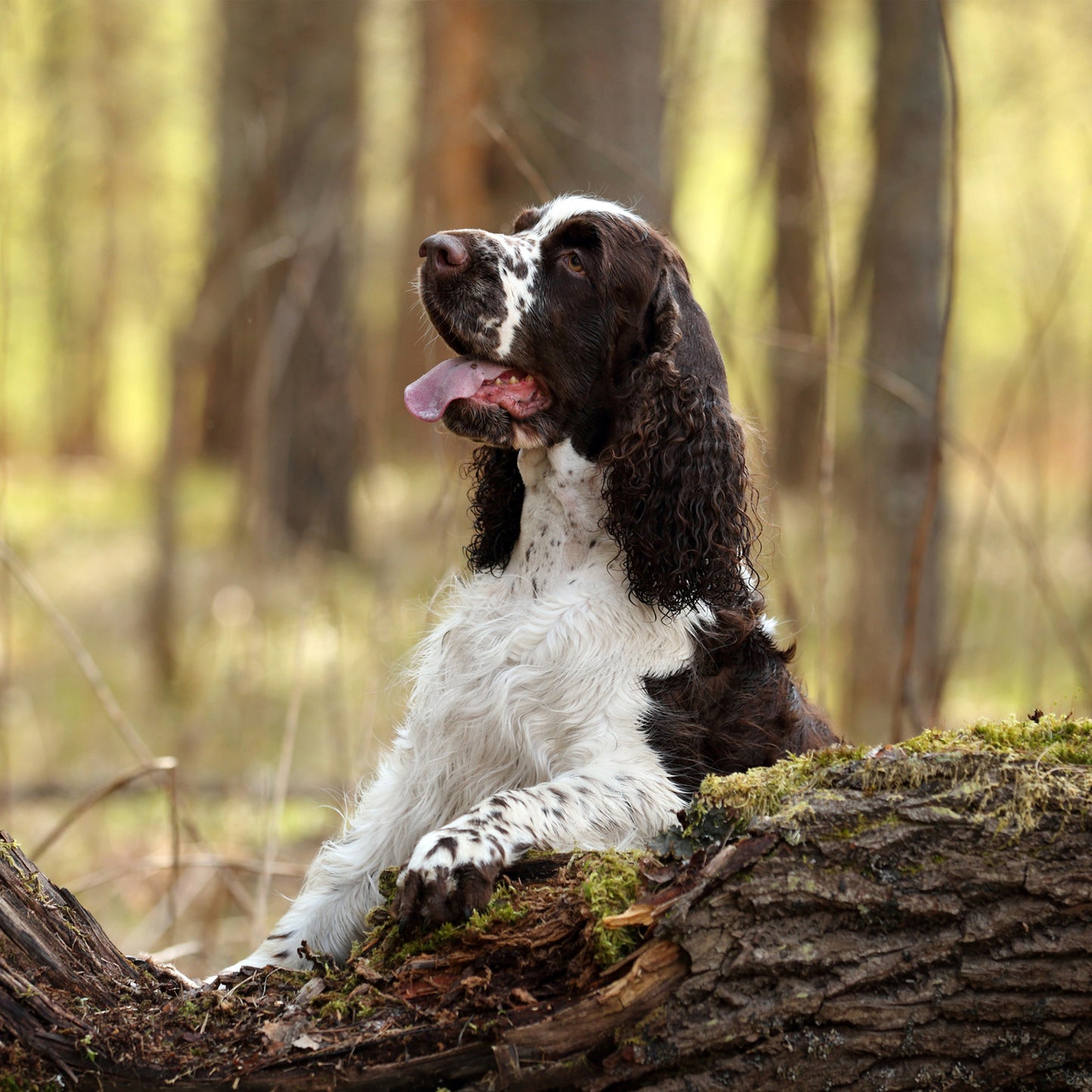 English Springer Spaniel Calendar Square 2025