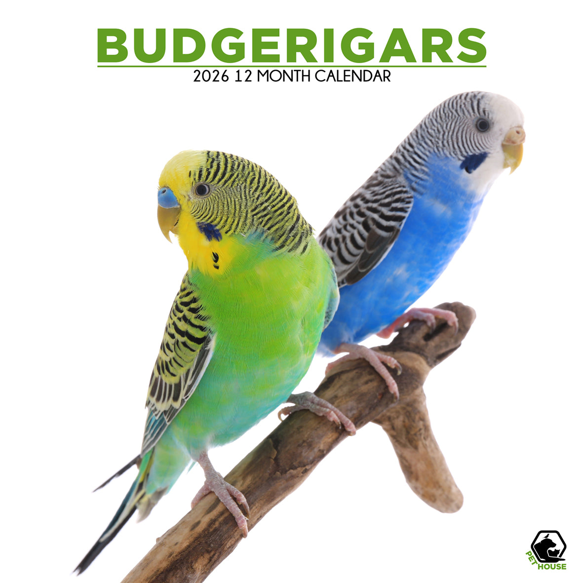 Budgerigars - Square Calendar 2026