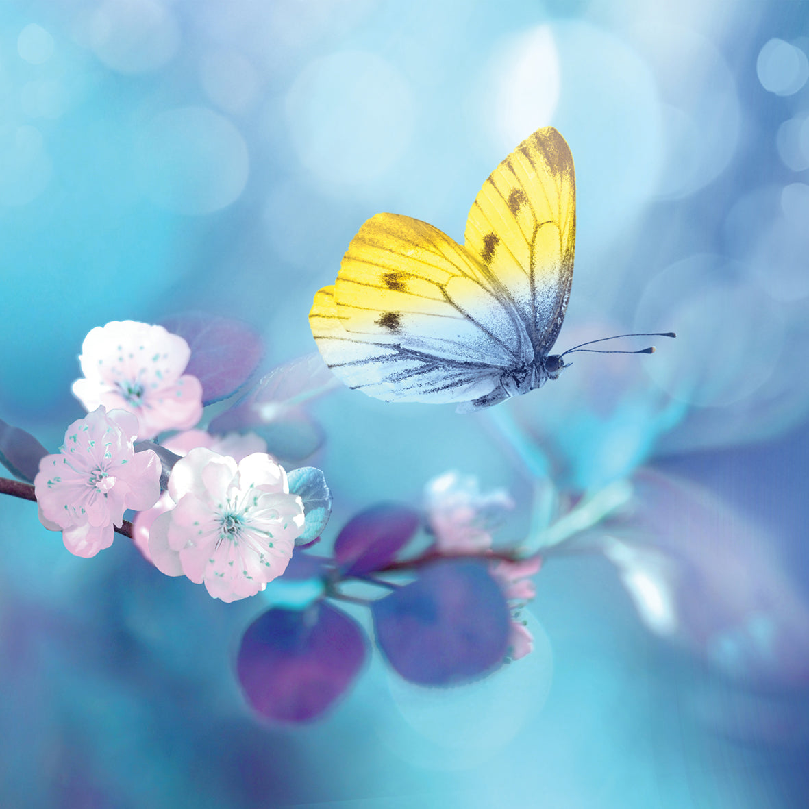 Butterflies - Square Calendar 2026