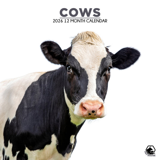 Cows - Square Calendar 2026