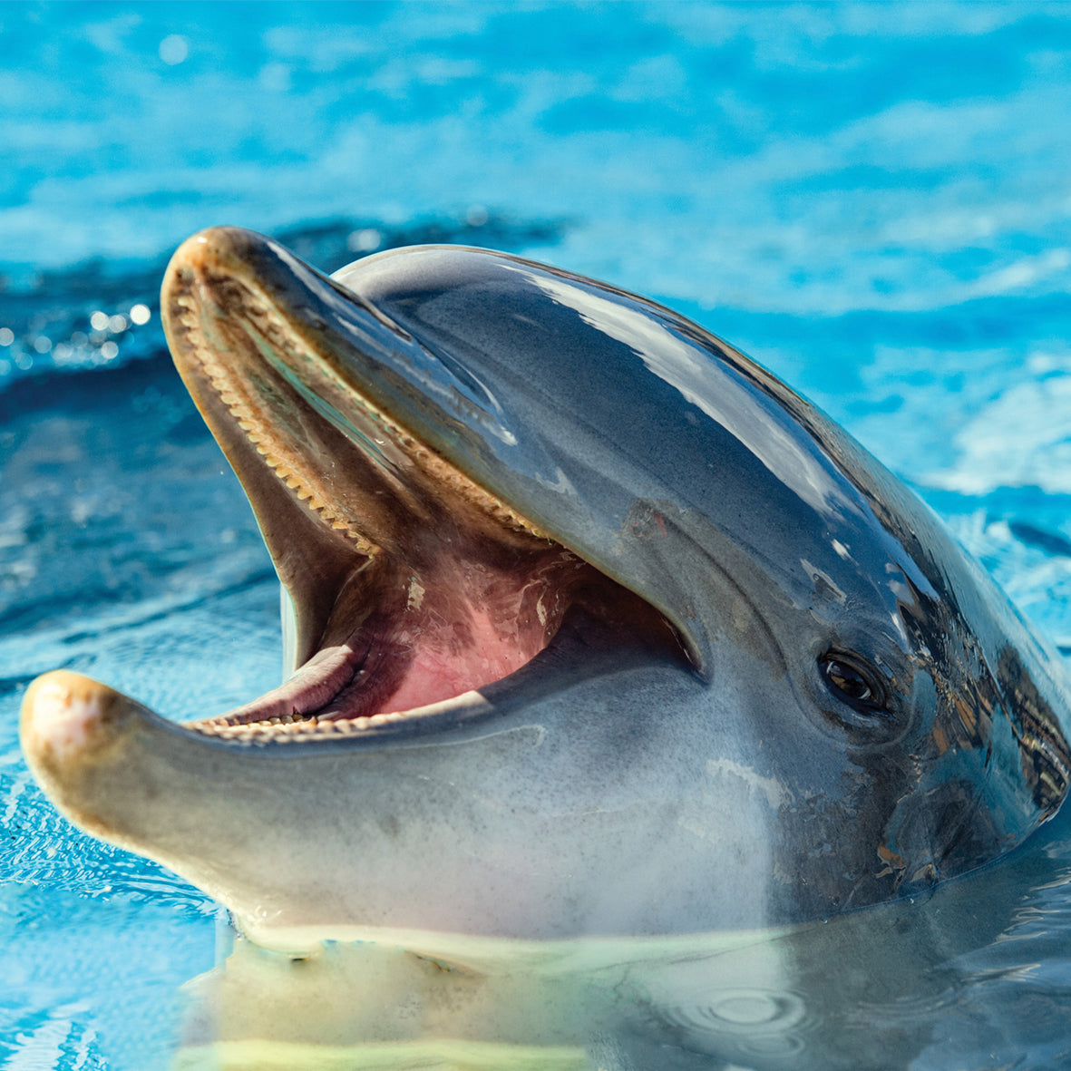 Dolphins - Square Calendar 2026